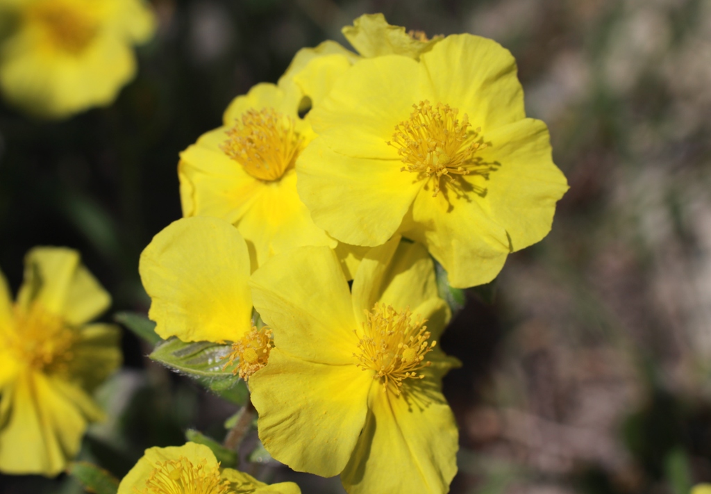 Изображение особи Helianthemum nummularium.