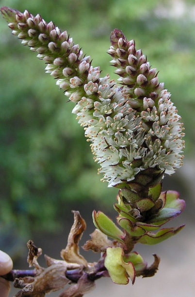 Image of Orostachys malacophylla specimen.