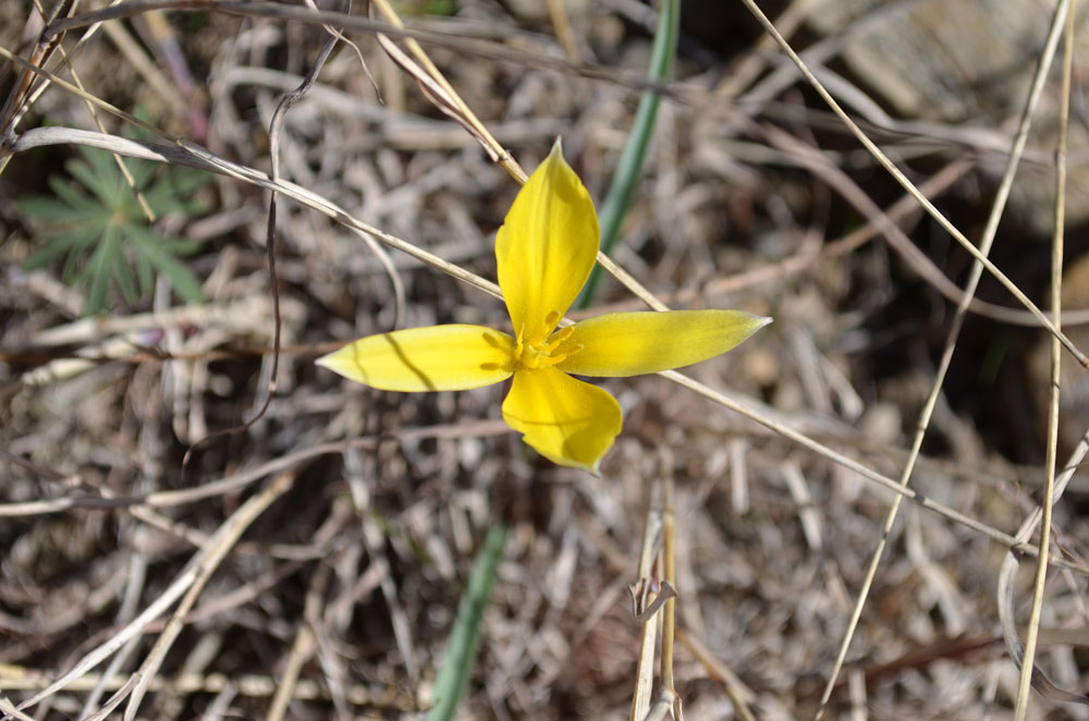 Image of Tulipa dasystemon specimen.