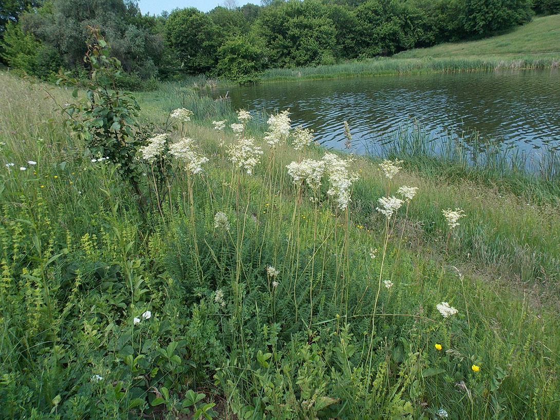 Image of Filipendula vulgaris specimen.