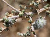 Salsola cyclophylla