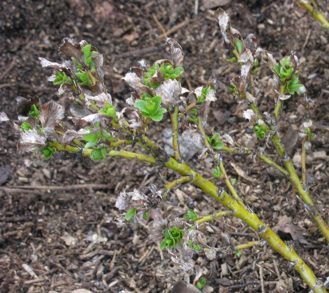 Изображение особи Salix tschuktschorum.
