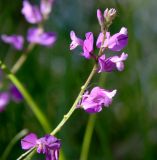 Polygala nicaeensis. Соцветие. Словения, окр. дер. Сочерга (Sočerga), опушка широколиственного леса. 09.05.2014.