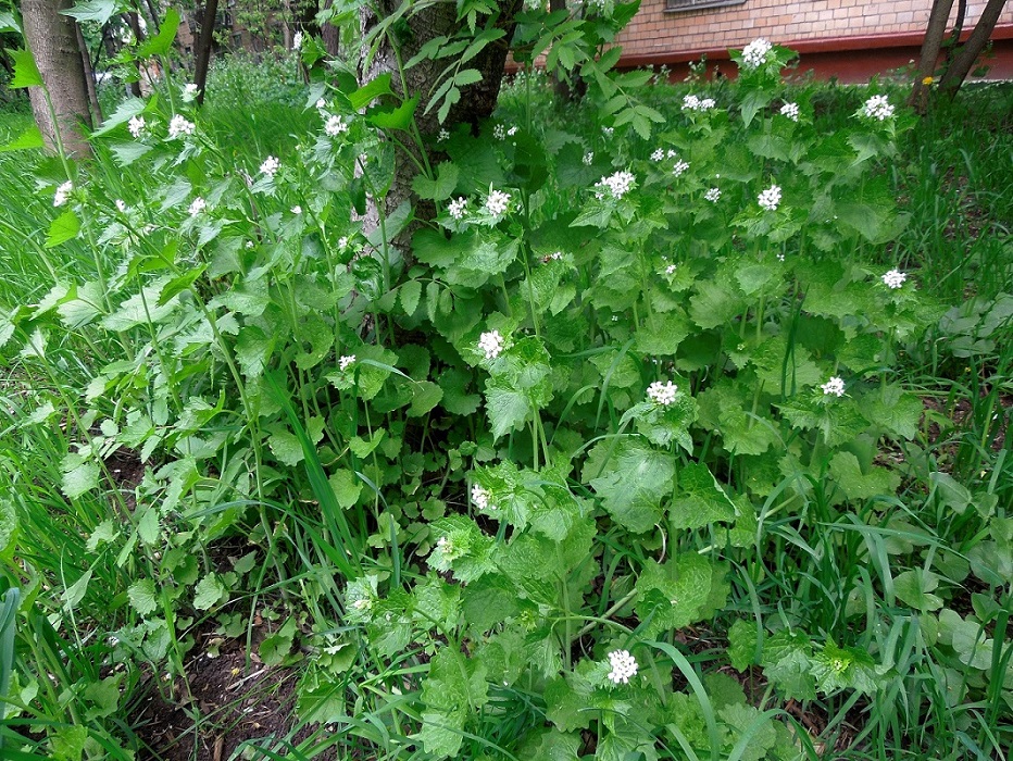 Изображение особи Alliaria petiolata.