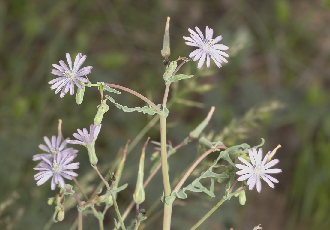 Изображение особи Lactuca undulata.