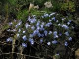 Eritrichium jenisseense