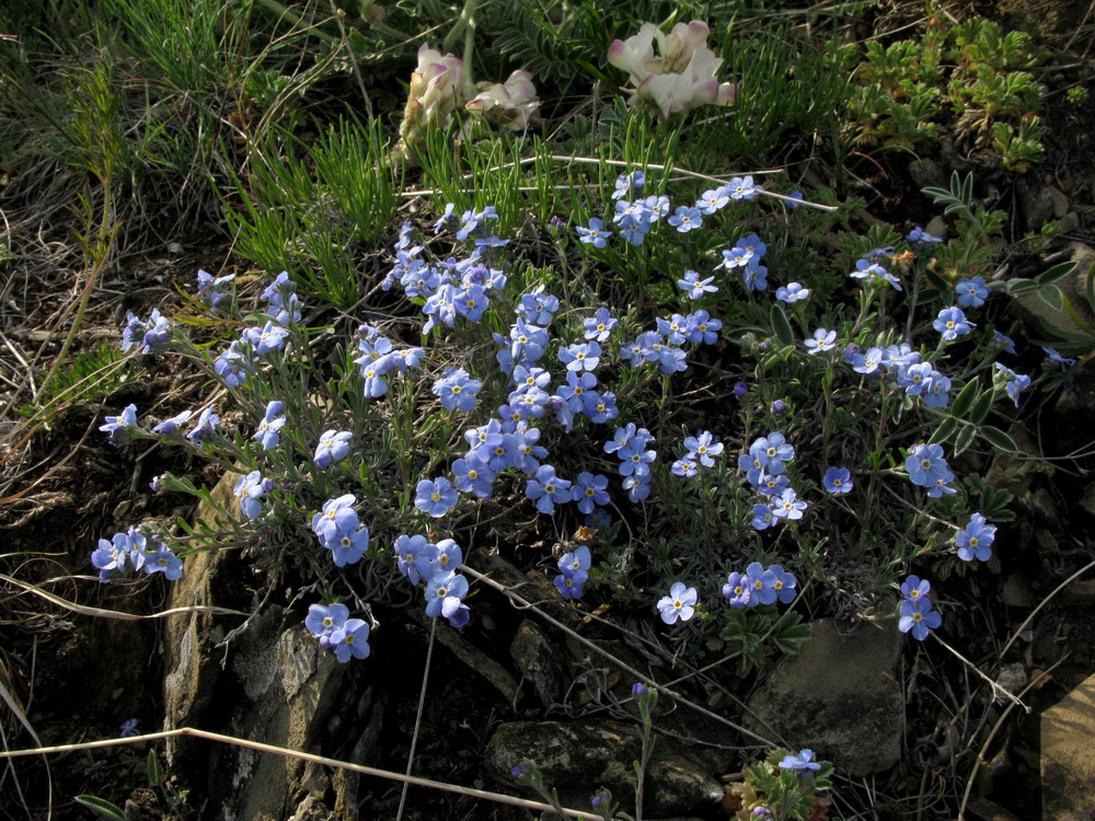 Изображение особи Eritrichium jenisseense.