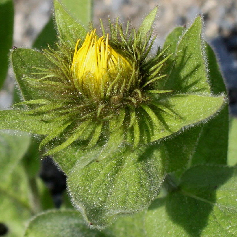 Изображение особи Inula orientalis.