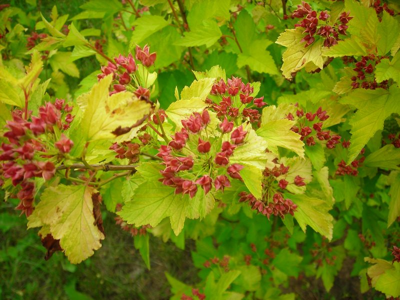 Image of Physocarpus opulifolius specimen.