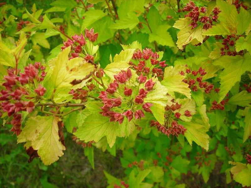 Изображение особи Physocarpus opulifolius.