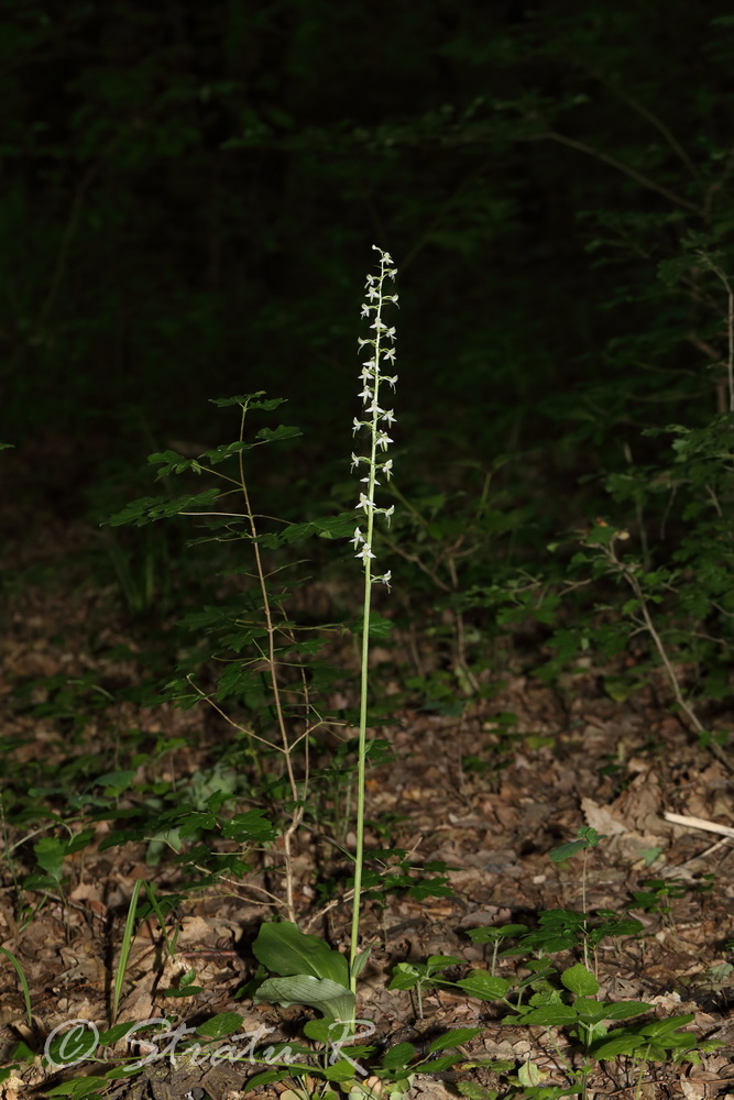 Изображение особи Platanthera bifolia.