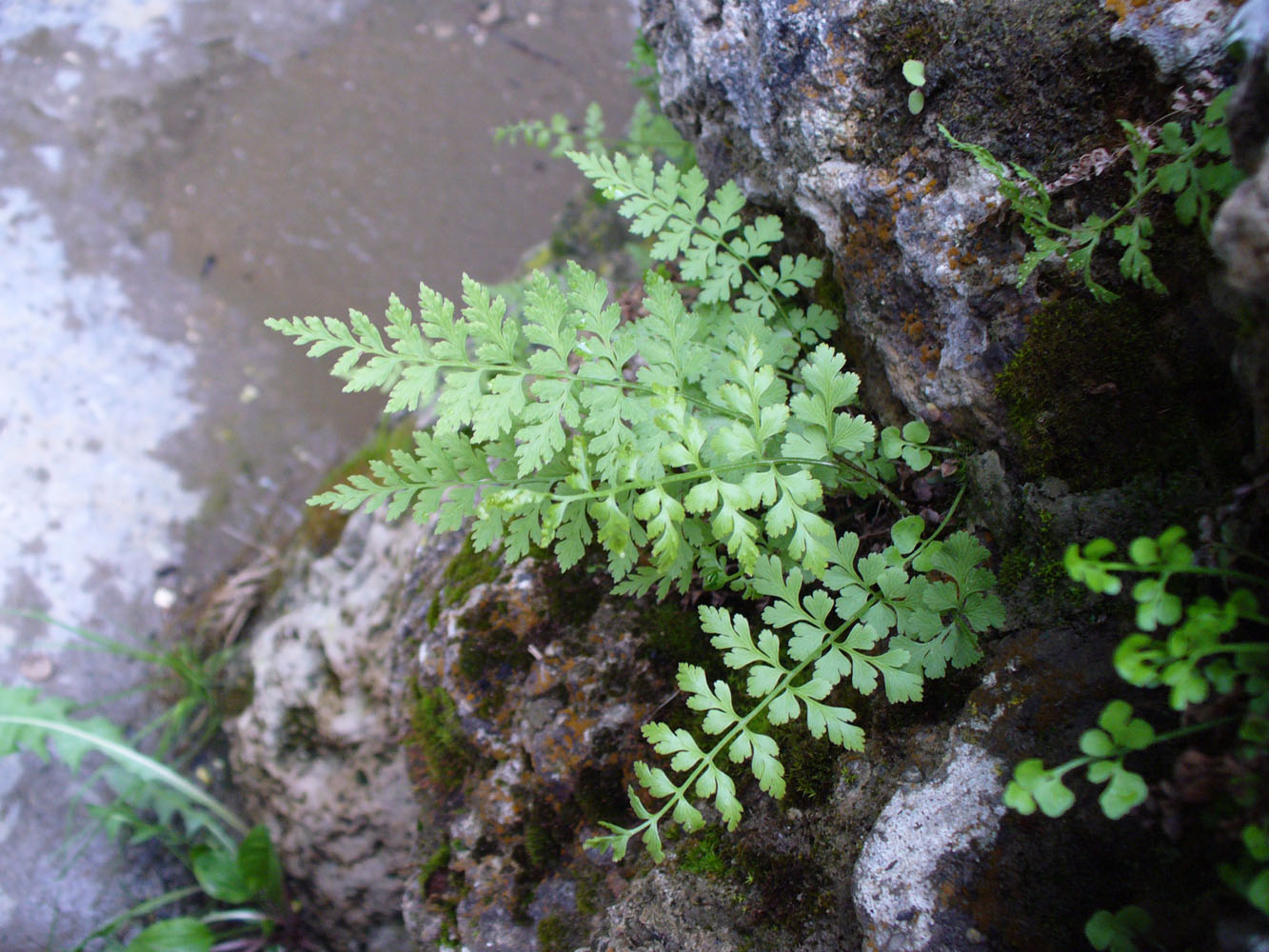 Image of Cystopteris fragilis specimen.