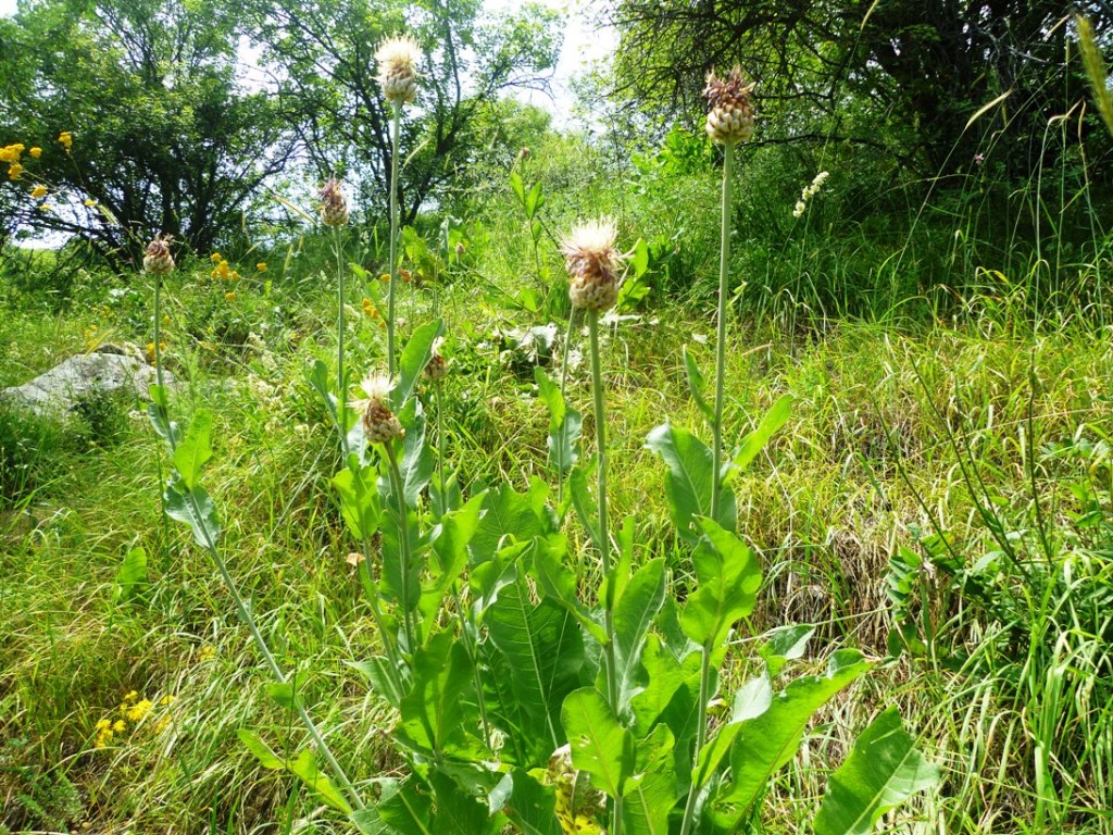 Изображение особи Stemmacantha integrifolia.