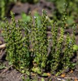 Veronica serpyllifolia