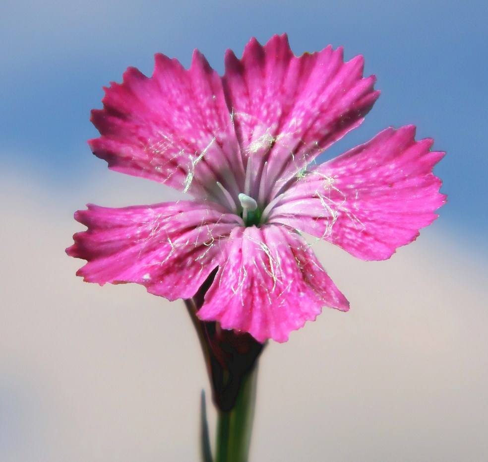 Изображение особи Dianthus fischeri.