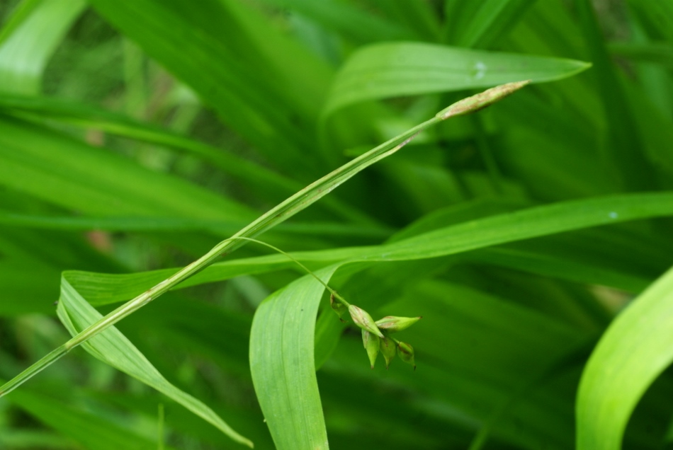 Изображение особи Carex egena.