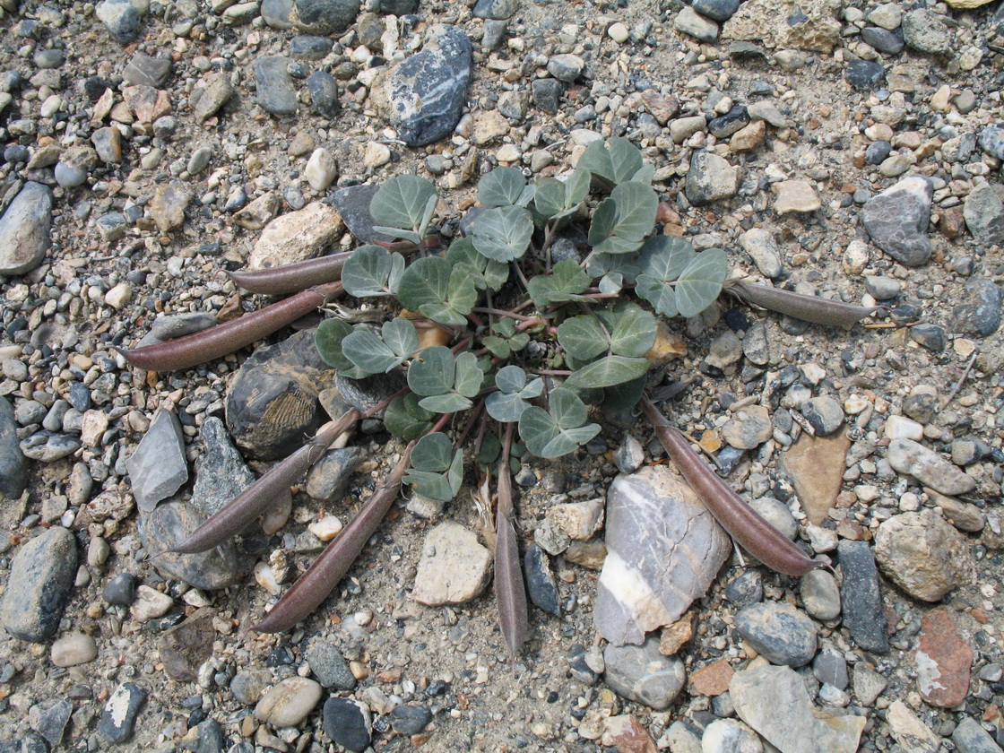 Image of Chesneya ternata specimen.