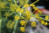 Ferula samarkandica