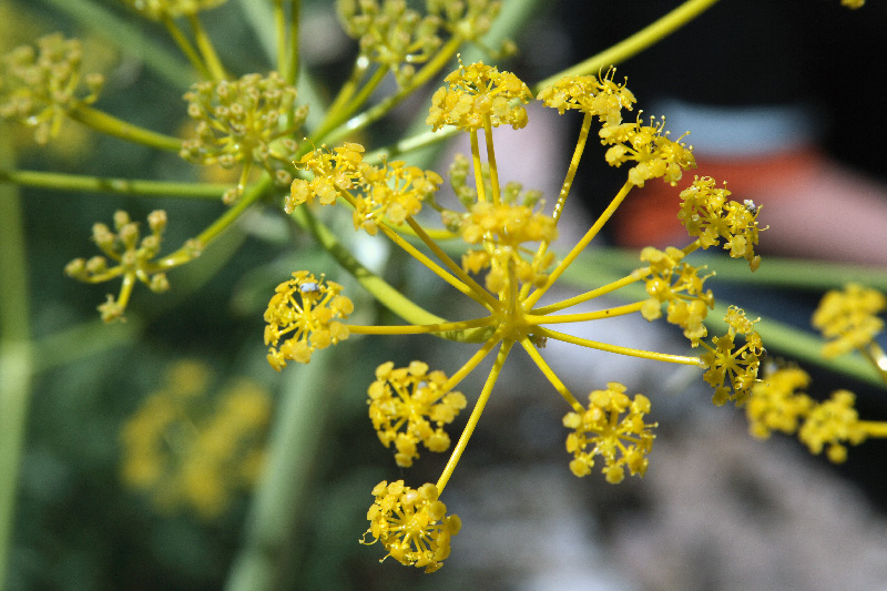 Изображение особи Ferula samarkandica.