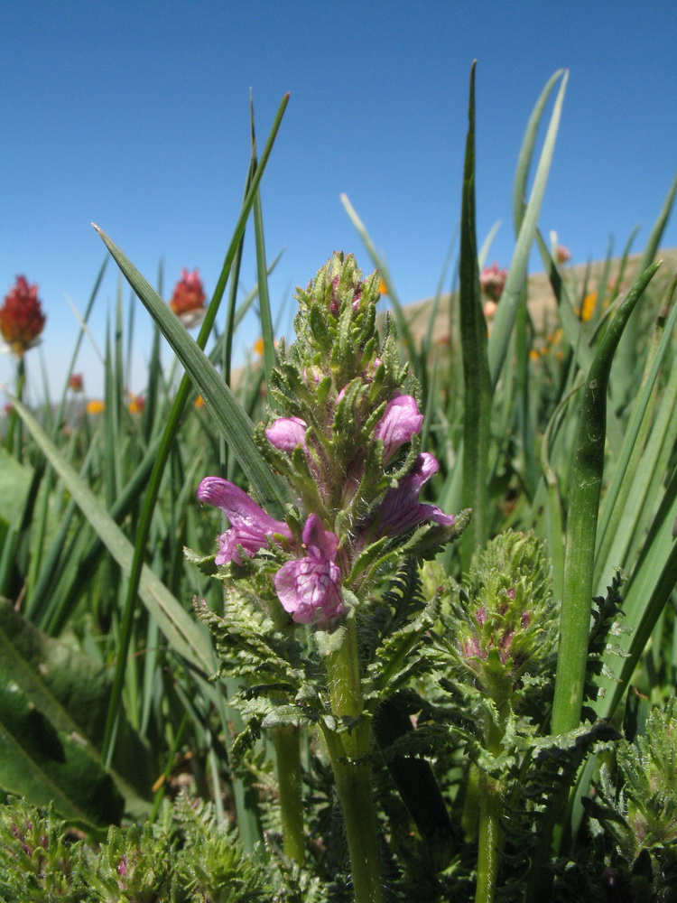 Image of Pedicularis korolkowii specimen.