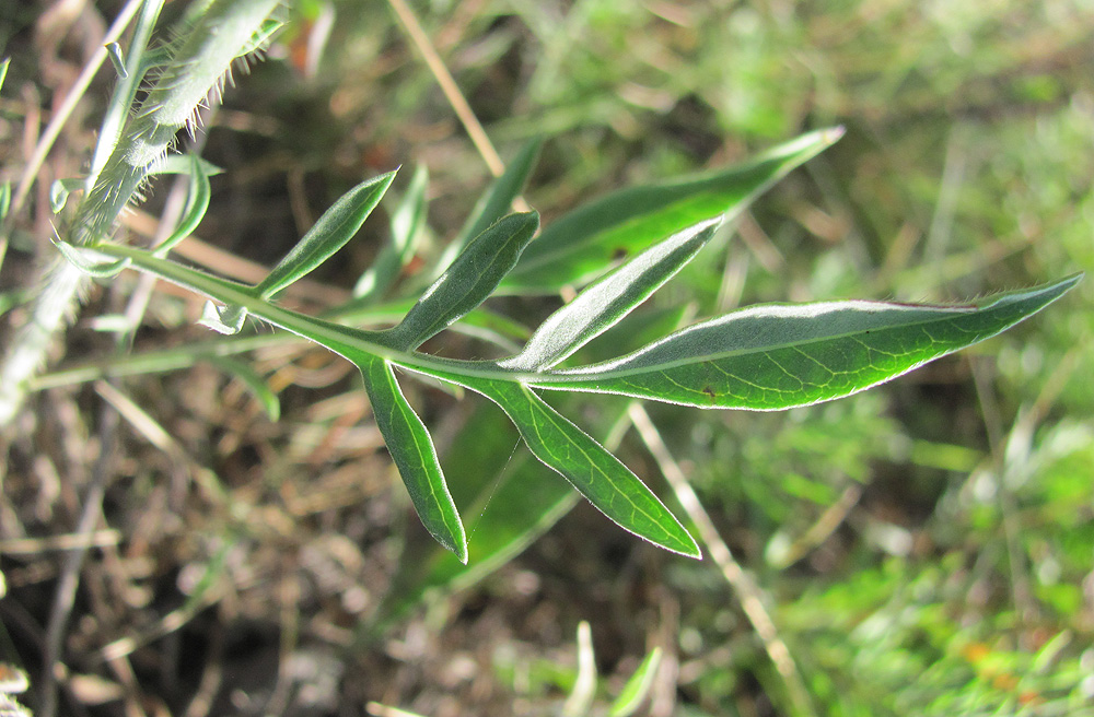 Изображение особи Cephalaria uralensis.