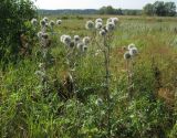 Echinops sphaerocephalus