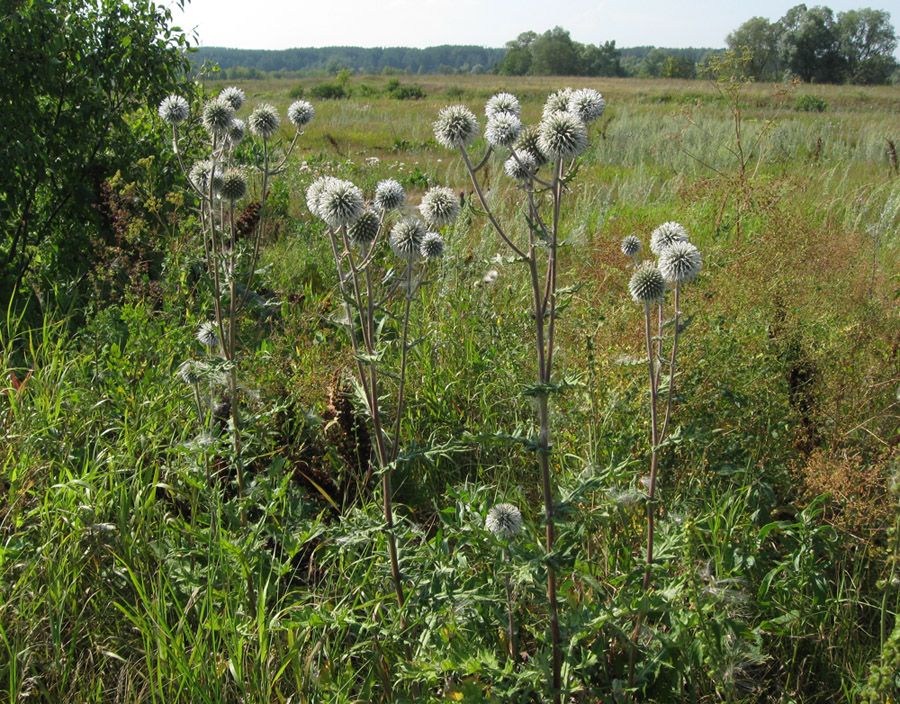 Image of Echinops sphaerocephalus specimen.