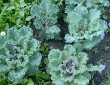 Brassica разновидность viridis