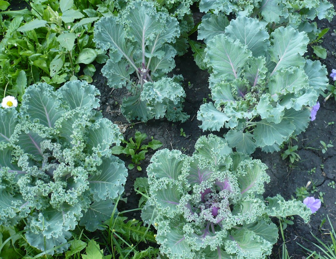 Image of Brassica oleracea var. viridis specimen.