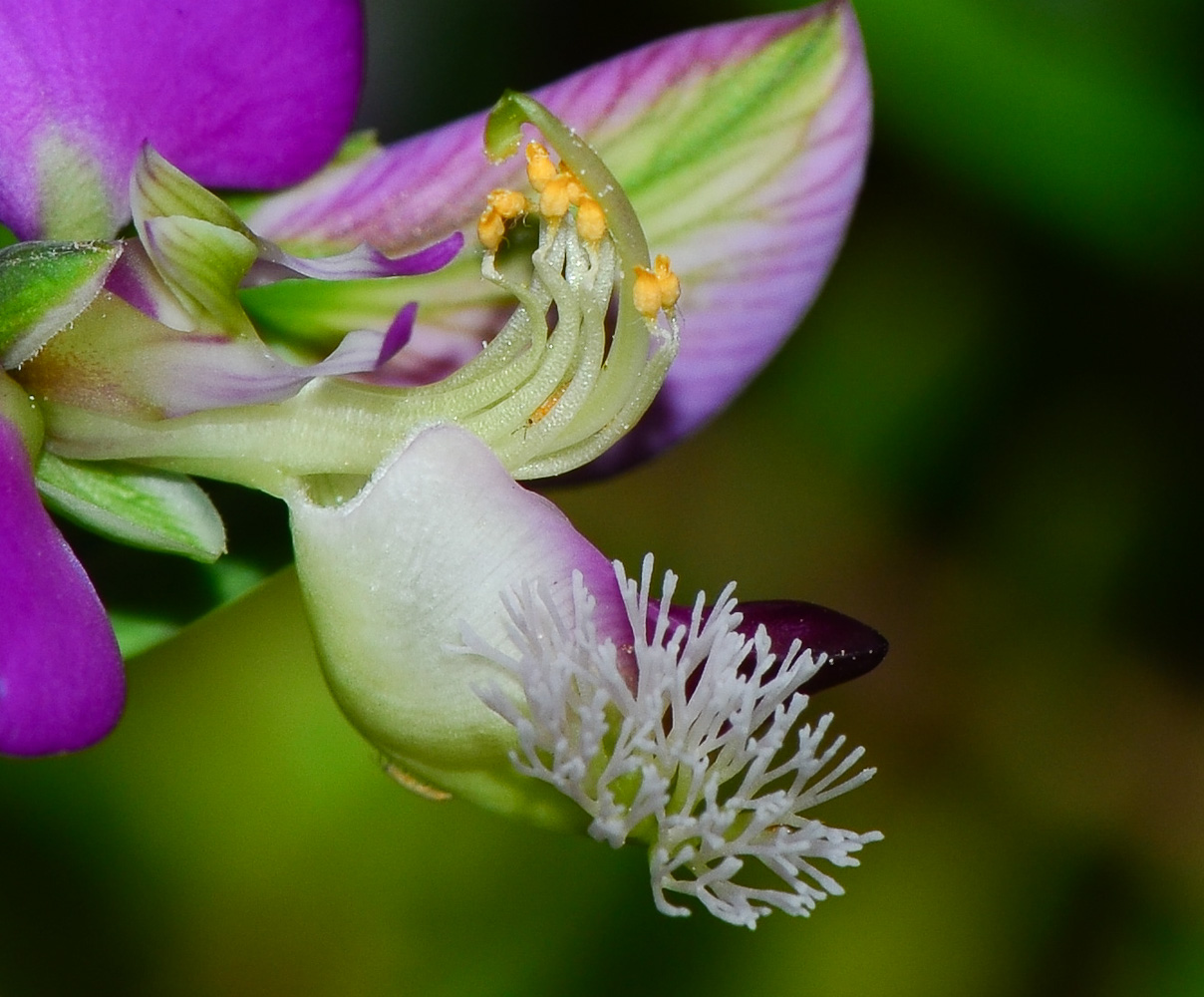 Изображение особи Polygala myrtifolia.