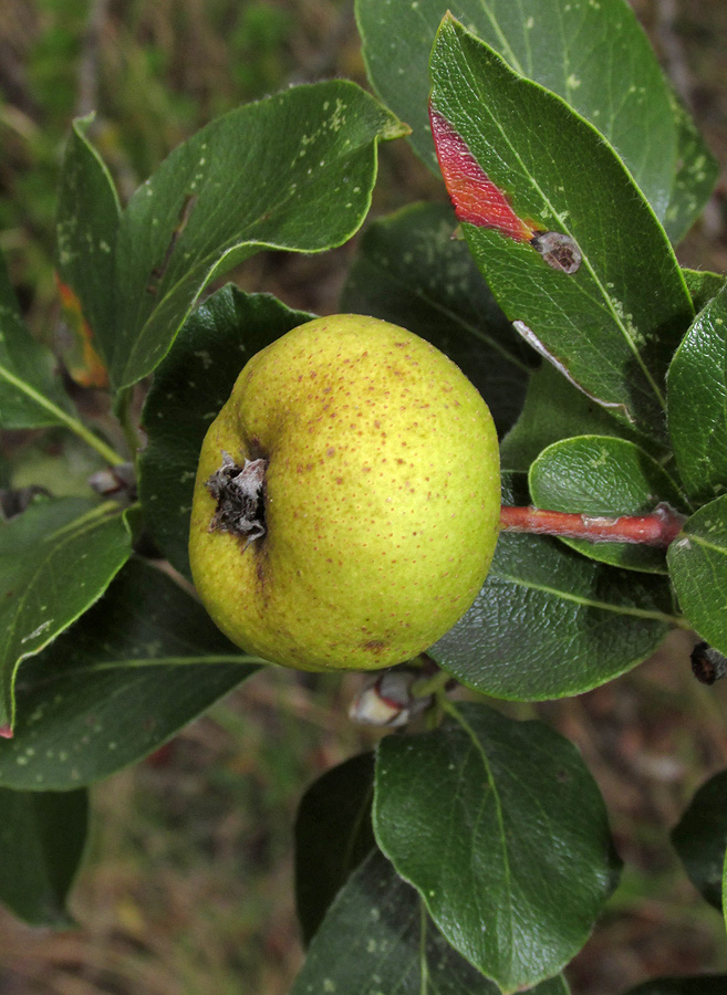 Изображение особи Pyrus pyraster.