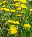 род Taraxacum. Верхняя часть растений с соцветиями. Приморский край, Владивосток, территория Ботанического сада. 02.06.2008.