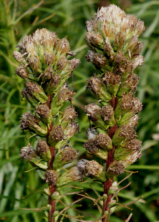 Image of Liatris spicata var. montana specimen.