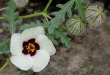 Hibiscus trionum. Цветок и невызревшие плоды. Германия, г. Крефельд, Ботанический сад. 06.09.2014.