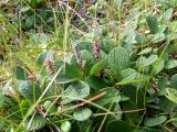 Salix reticulata