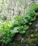 Bergenia crassifolia. Плодоносящие растения на скале. Бурятия, южная часть Баргузинского хребта, берег ручья Снежного. 15.07.2009.