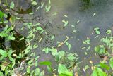 Alisma plantago-aquatica. Плавающие листья. Республика Татарстан, Бавлинский р-н, старица р. Ик. 31.07.2009.