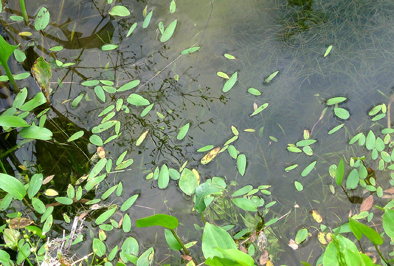 Image of Alisma plantago-aquatica specimen.