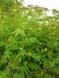 Смотреть изображение Senecio cannabifolius