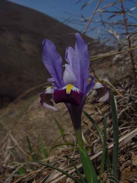 Изображение особи Iridodictyum kolpakowskianum.