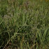 Gypsophila paniculata
