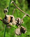 Cynoglossum officinale