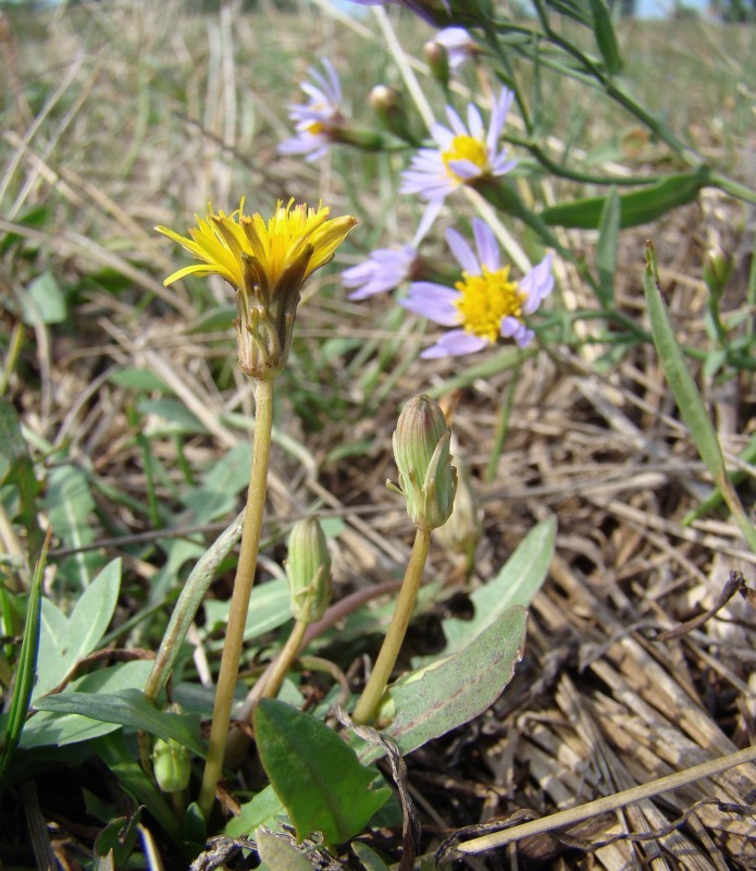 Image of Taraxacum bessarabicum specimen.