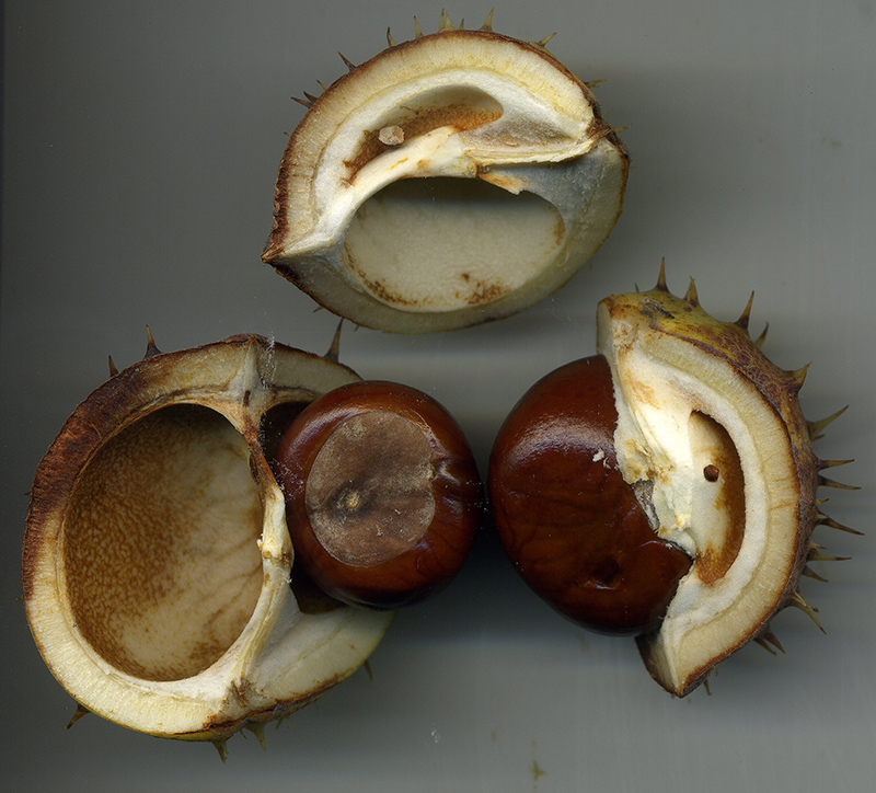 Image of Aesculus hippocastanum specimen.
