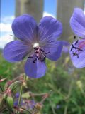 Geranium pratense. Цветущая верхушка побега. Иркутская обл., окраина г. Бодайбо. 04.08.2008.