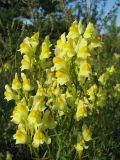 Linaria vulgaris