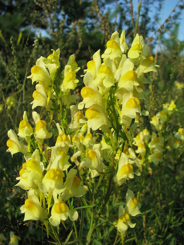 Изображение особи Linaria vulgaris.