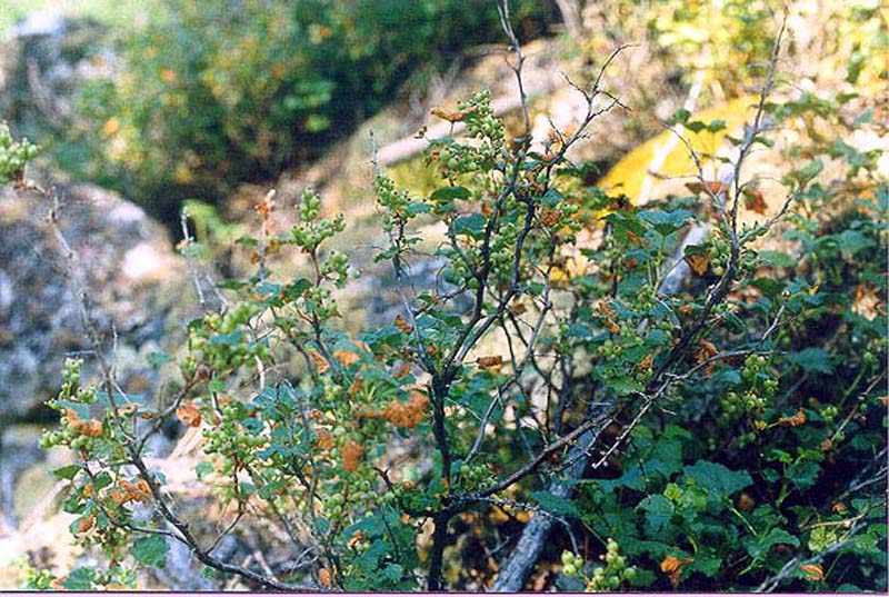 Image of Ribes fragrans specimen.