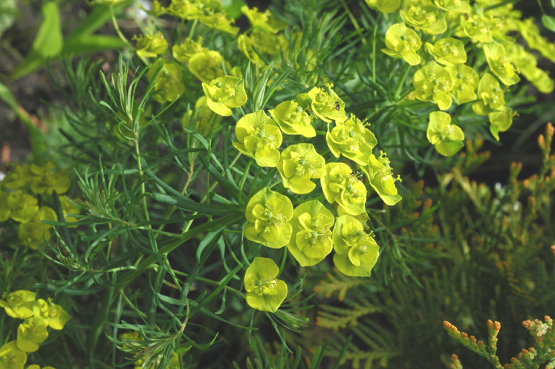 Изображение особи Euphorbia cyparissias.