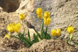 Tulipa suaveolens. Цветущие растения. Крым, окр. Балаклавы, обрывы плато Инжир. 16 апреля 2015 г.